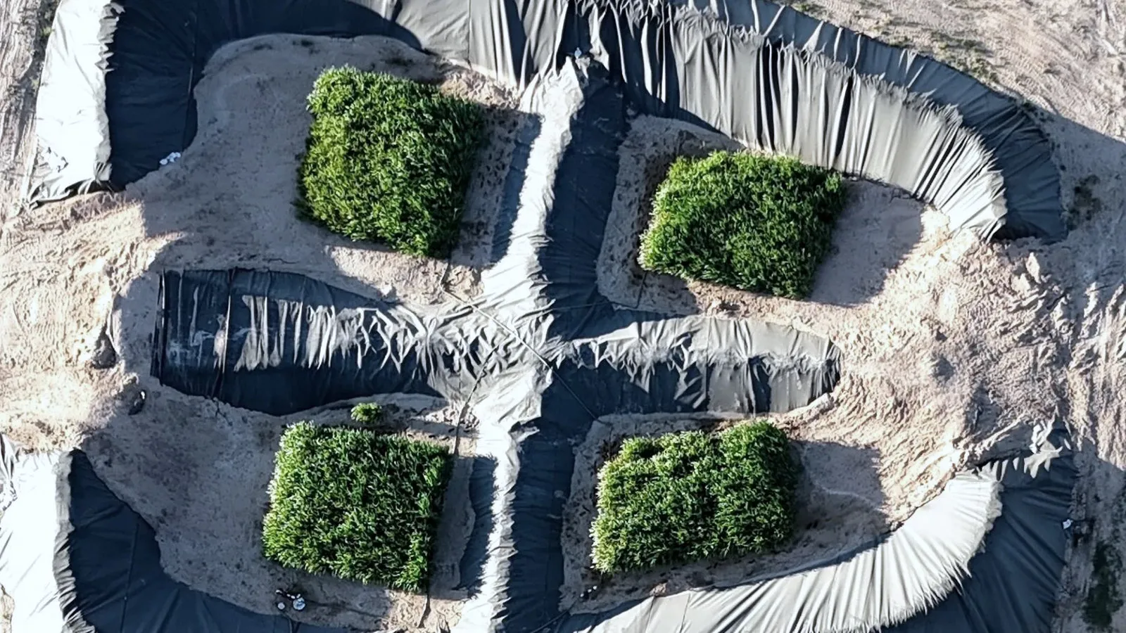 Aerial photograph of the Permian pilot: four plots of green crops growing on lined containment, irrigated with treated produced water.