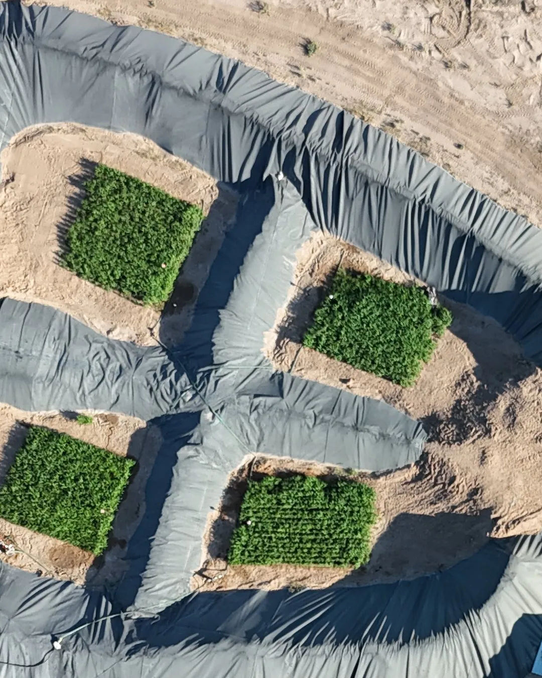 Aerial photograph of the Orla site after treatment: four plots of green crops growing on lined containment, irrigated with treated produced water.